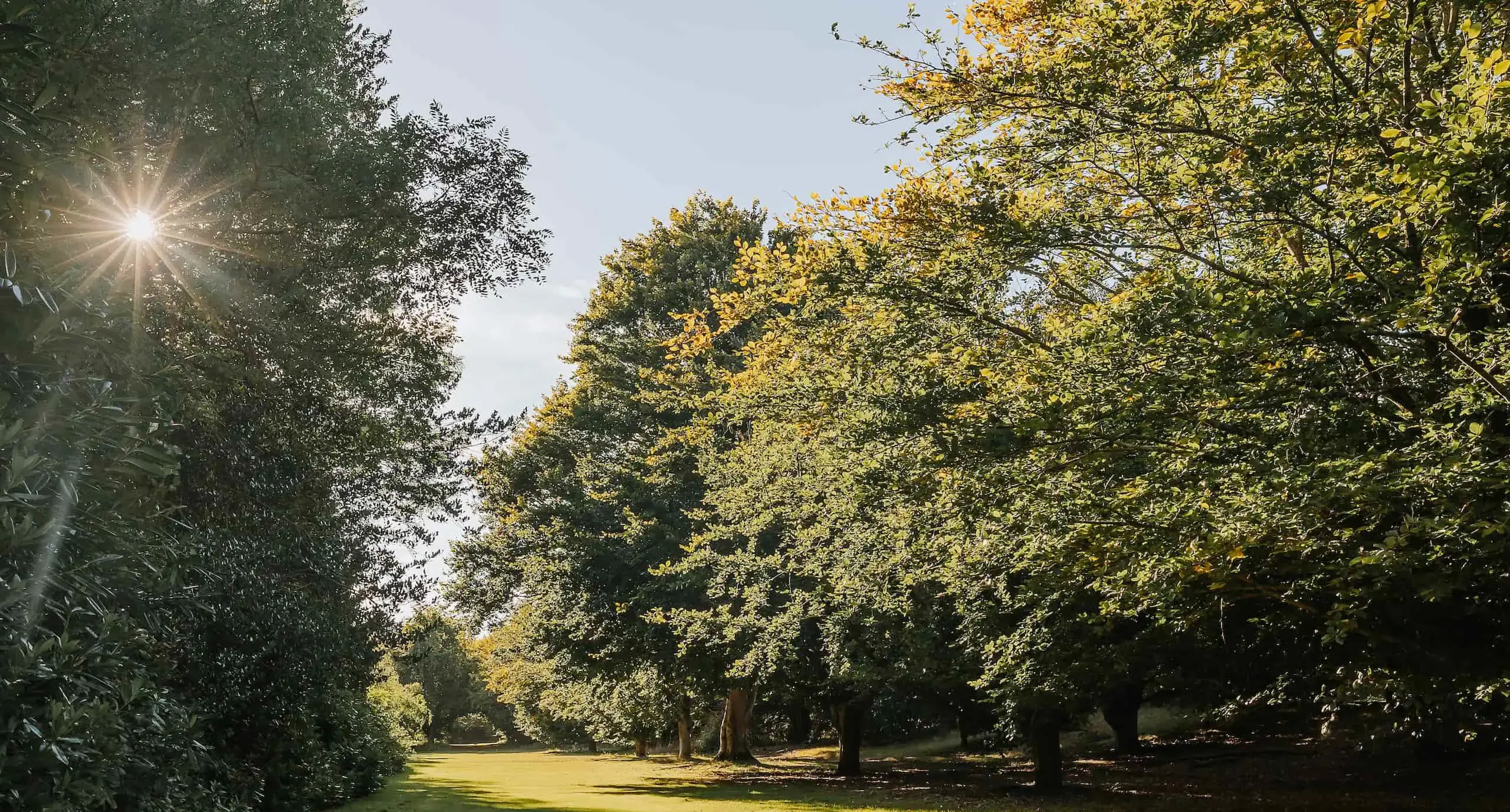 A natural corridor of trees, with a beam of sun peeking through the leftmost leaves